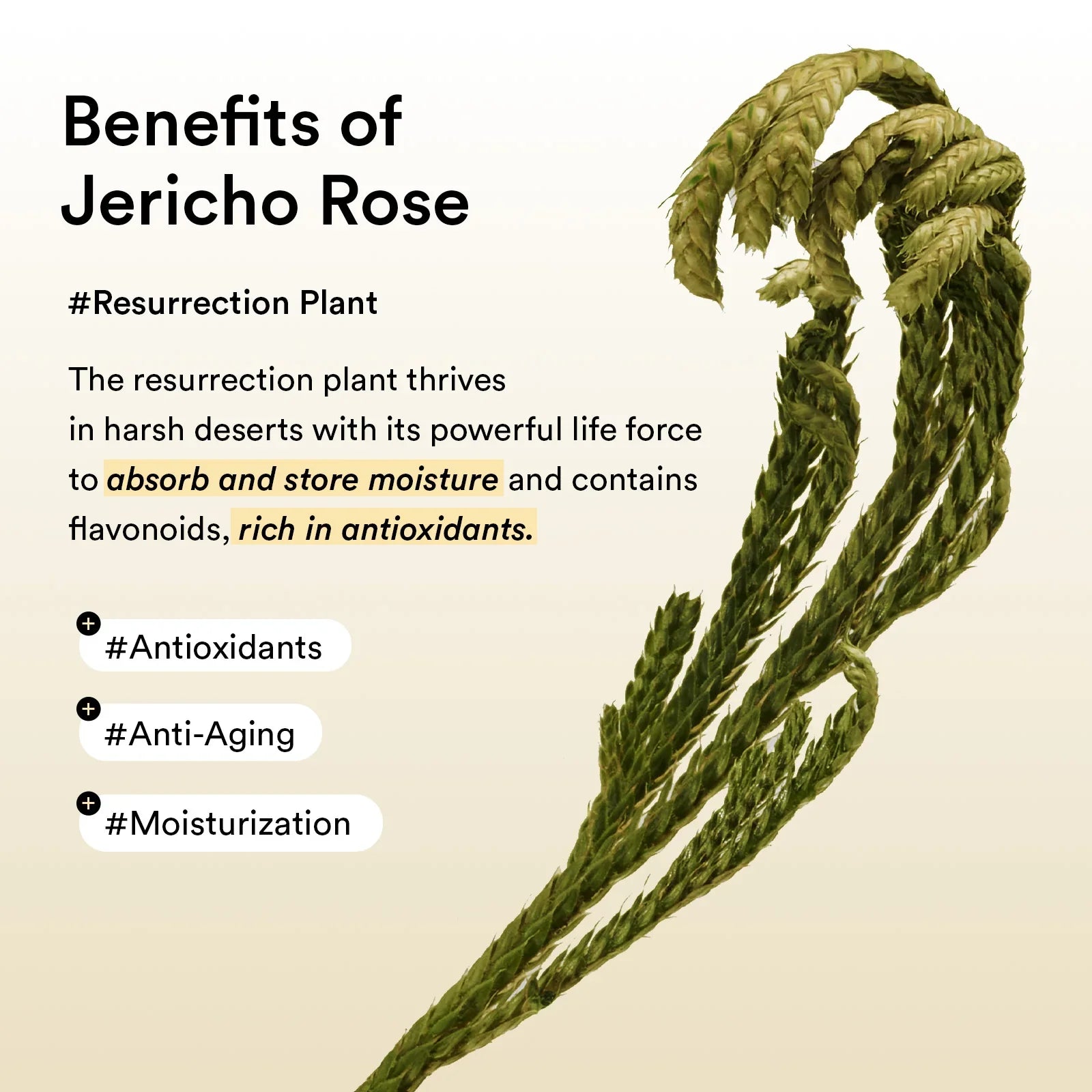 Abib Collagen Eye Patch Jericho Rose Jelly