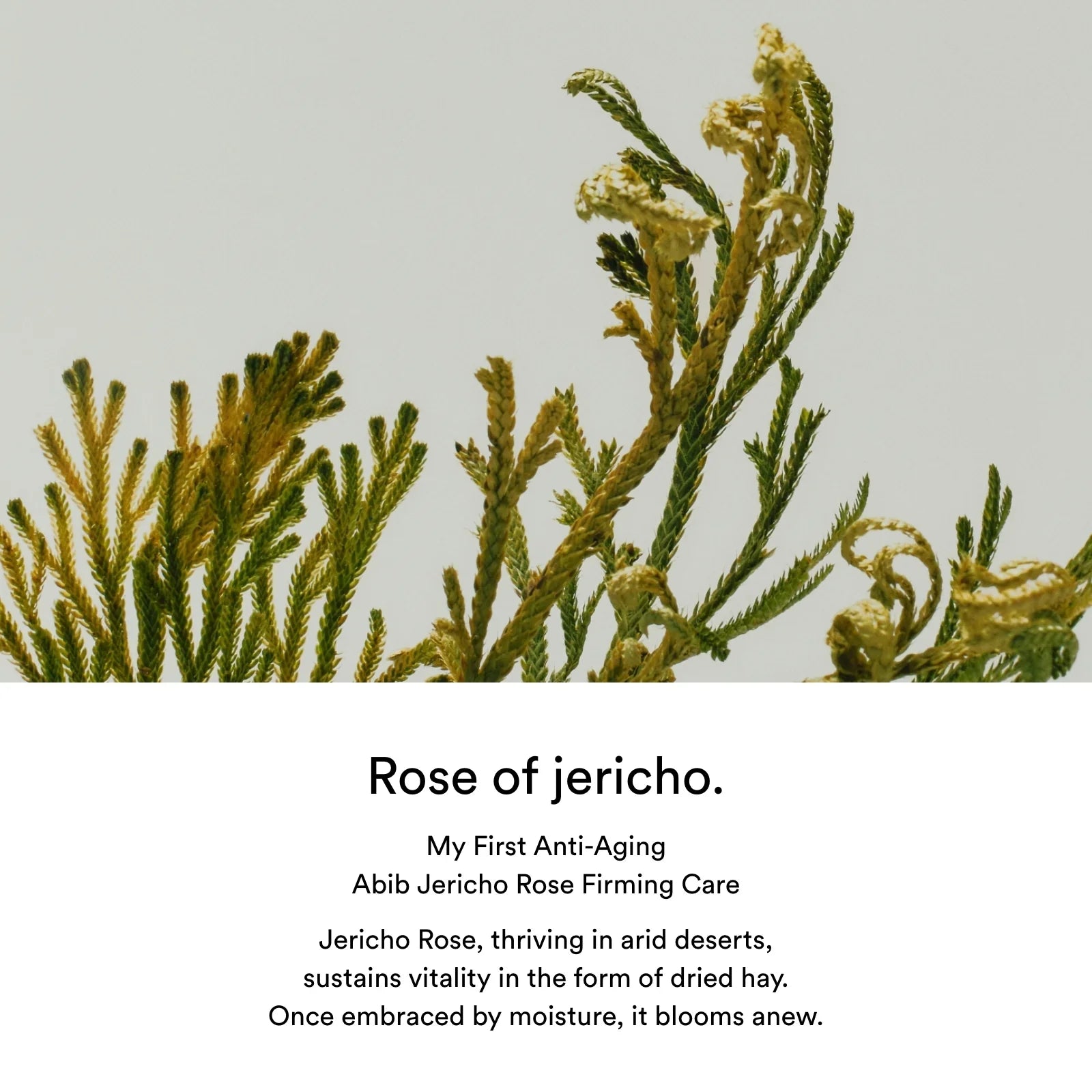 Abib Jericho rose PHA toner Skin booster
