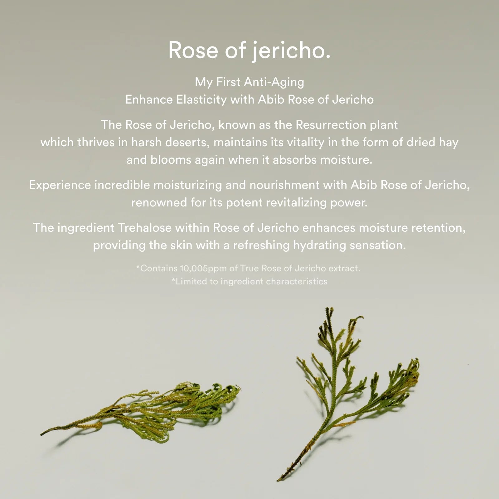 Abib Jericho Rose Bifida Serum Firming Drop