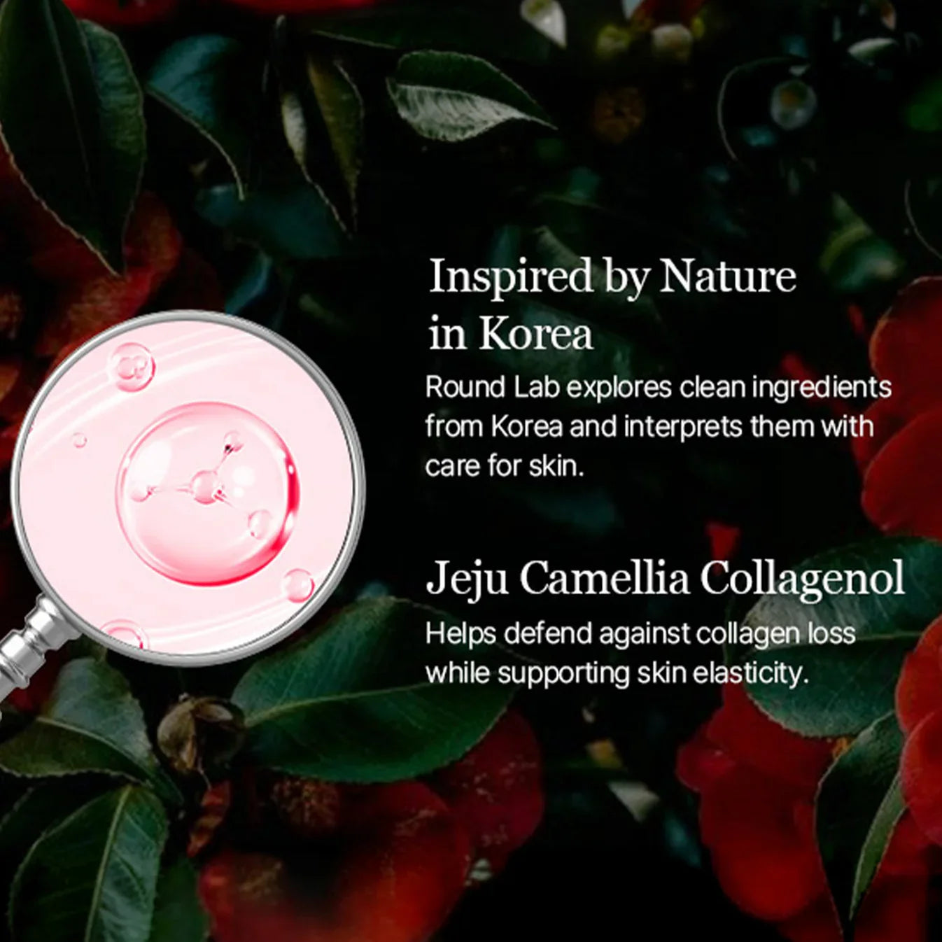 Round Lab Camellia Deep Collagen PDRN Milky Toner 150ml