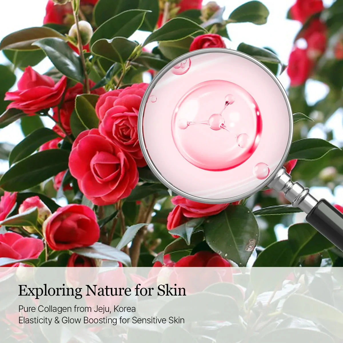 Round Lab Camellia Deep Collagen PDRN Milky Toner 150ml